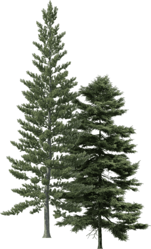 Ornament